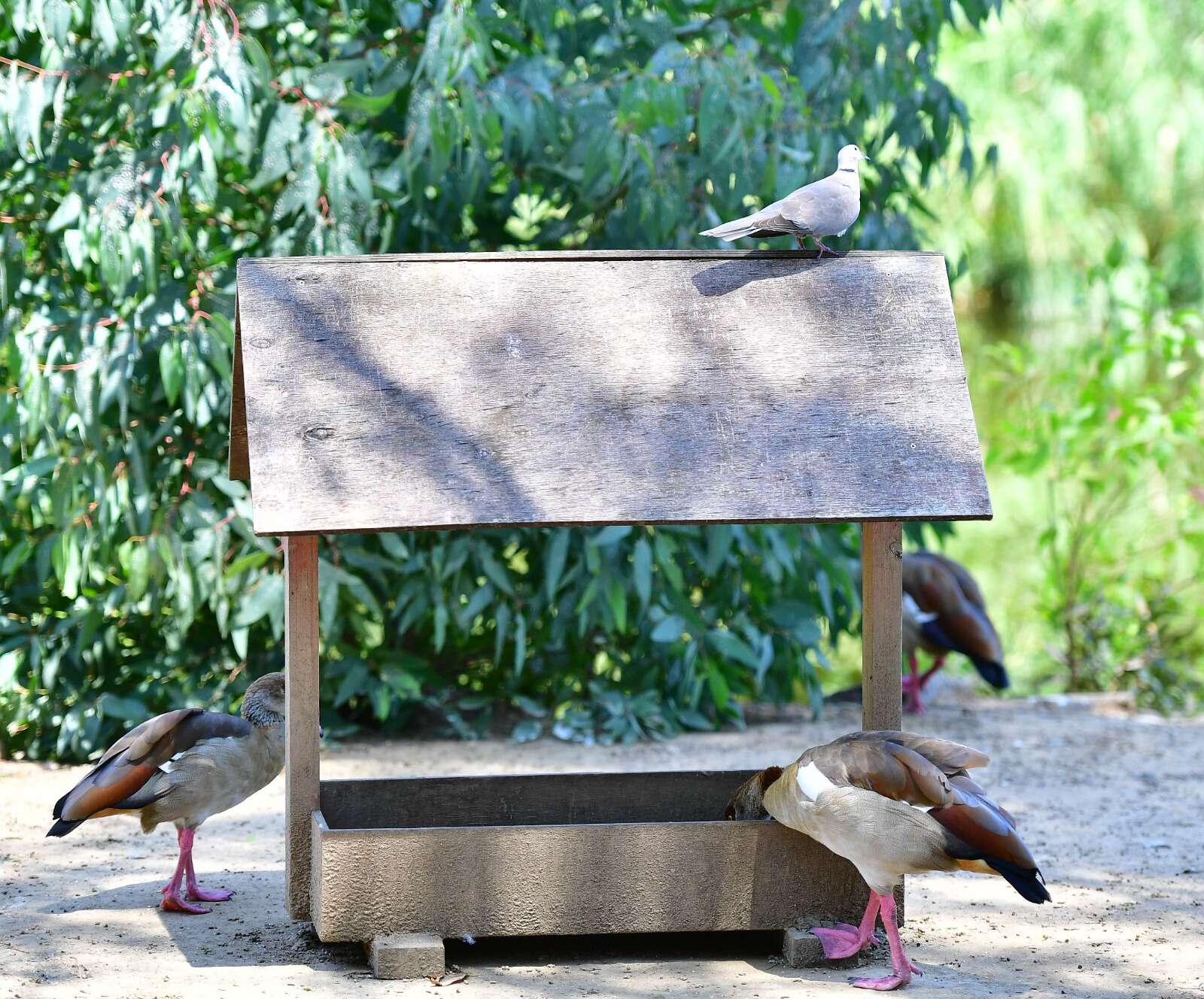 İzmir Doğal Yaşam Parkı kuşları