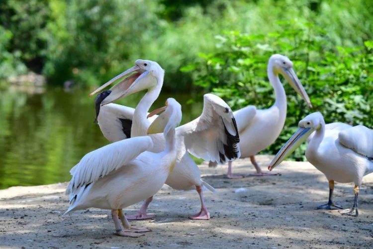 Göçmen kuşların uğrak yeri İzmir Doğal Yaşam Parkı