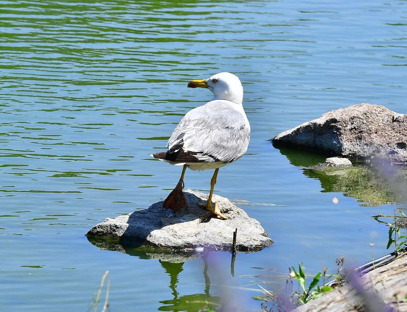 İzmir Doğal Yaşam Parkı kuşları