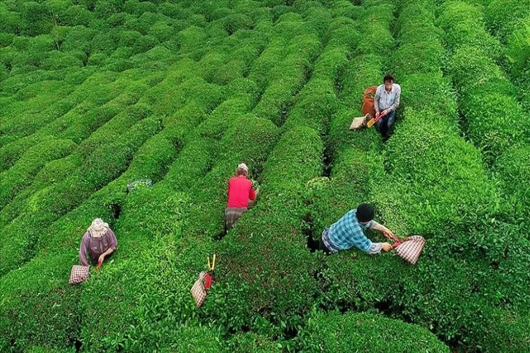 Yaş çayda 2022 yılı ürünü için fark ödemesi desteği kilogram başına 30 kuruş oldu