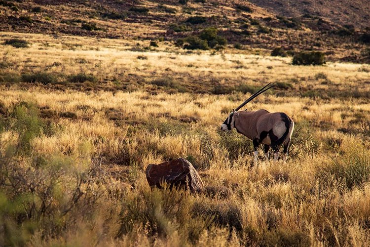 Güney Afrika'nın doğa turizmi merkezi: Karoo