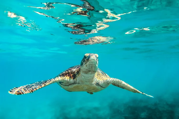 Deniz kaplumbağaları risk altında