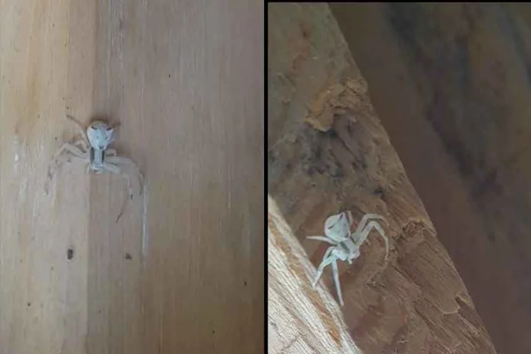 İnsan yüzlü örümcek, görenleri şaşırttı