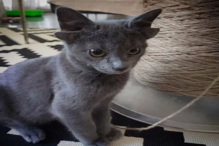 4 kulaklı doğan yavru kedi Midas viral oldu