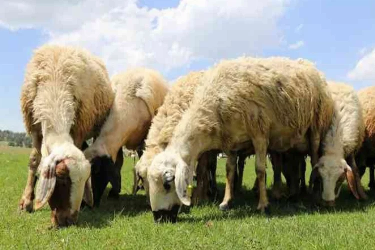 Sürüleri karışan çobanlar birbirine girdi