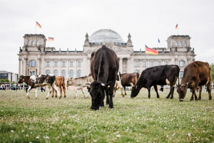 Almanya'da meclis önünde inek otlattılar