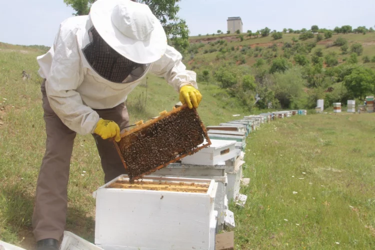 Olumsuz hava şartları arıları etkiledi, verim yüzde 50 düştü