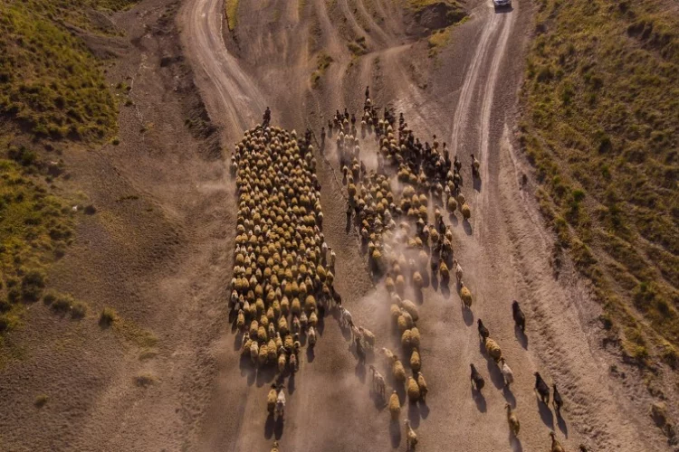 Koyunların 7 kilometrelik tozlu göç yolculuğu başladı
