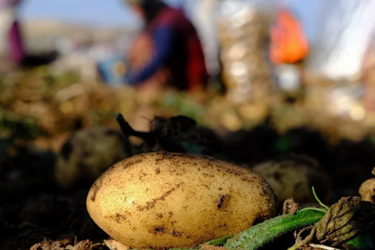 İstanbul'da Mayıs ayının en pahalı ürünü patates oldu