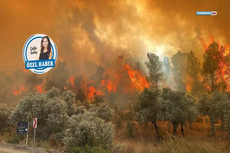 Orman yangınları için kritik ‘25 gün’ uyarısı!