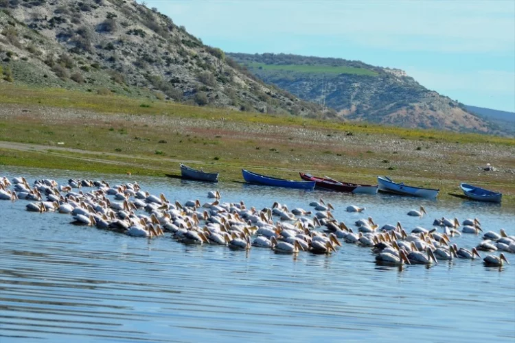 Porsuk Baraj Gölü'nde pelikan canlılığı