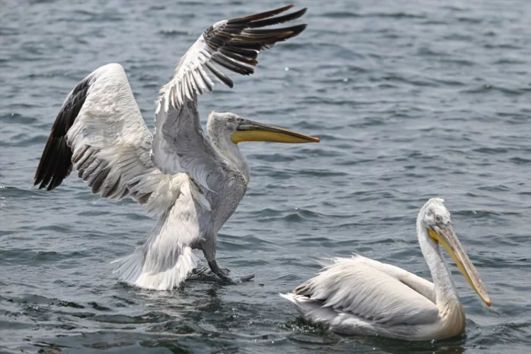 Gediz Deltası, 300 kuş türüne ev sahipliği yapıyor