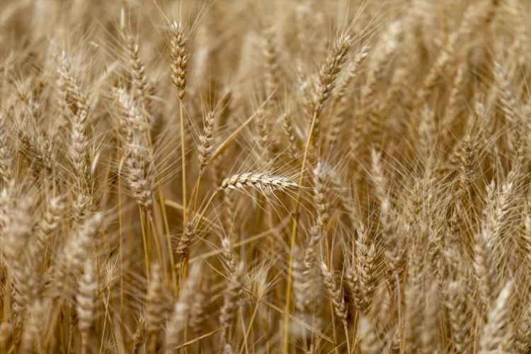 Tahıl üreticileri, verimli bir sezon bekliyor