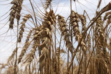 Aydınlı üretici buğdayda yüksek rekolte bekliyor