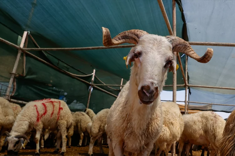 İzmir'deki hayvan pazarlarında pazarlık başladı
