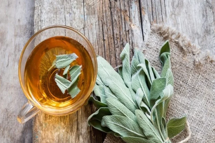 Halk ilacı olarak bilinen ada çayının faydaları nelerdir?