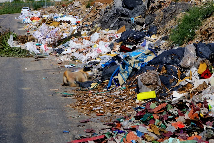 Adana’da köpek ölüsünün dahi olduğu çöp birikintileri pes dedirtti