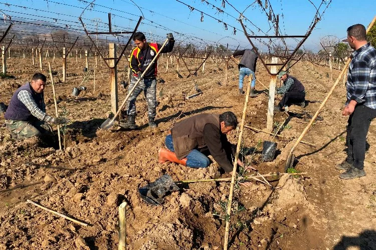 Alaşehir'de tarımın yeni yüzü: Üzüm bağlarından zeytin bahçelerine geçiş hız kazanıyor
