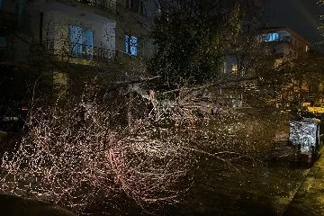 Ankara’da fırtına nedeniyle ağaç devrildi  