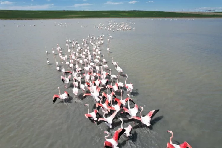 Ankara'da göletler flamingoların uğrak yeri oldu