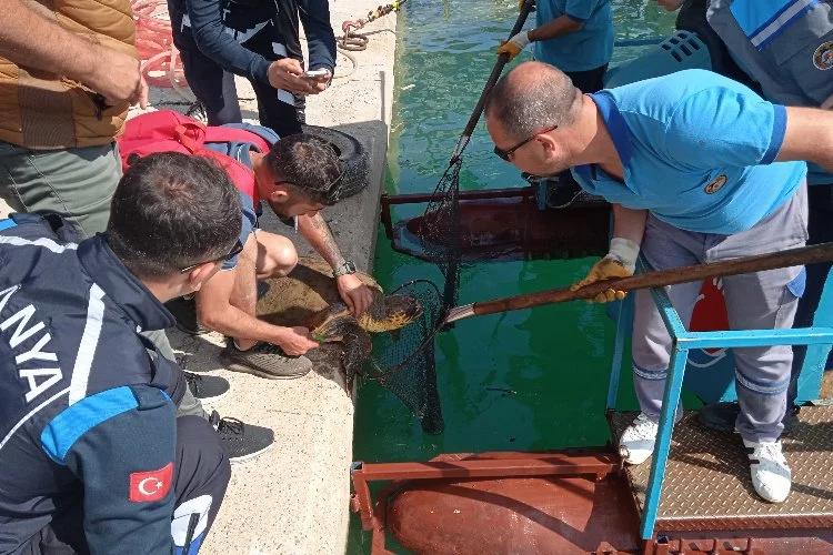 Antalya’da caretta kurtarma operasyonu: Misinadan böyle kurtuldu