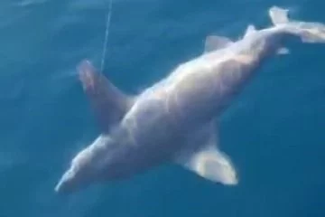 Antalya'da oltaya kum köpekbalığı takıldı