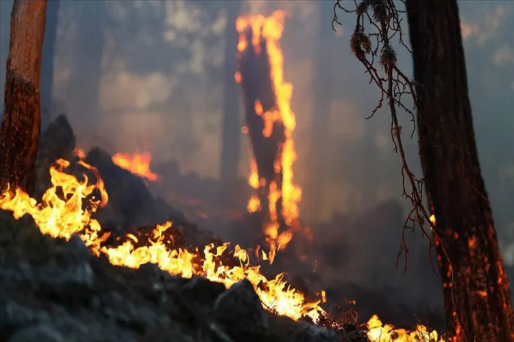 Antalya’da orman yangını çıktı!