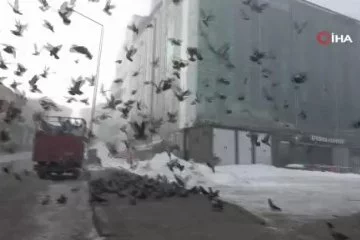 Ardahan'da aç kalan güvercinler esnafın eli ile besleniyor