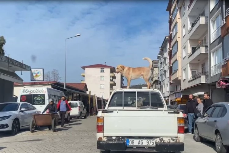 Artvin'de bu köpek yalnızca kamyonetin tavanında yolculuk ediyor