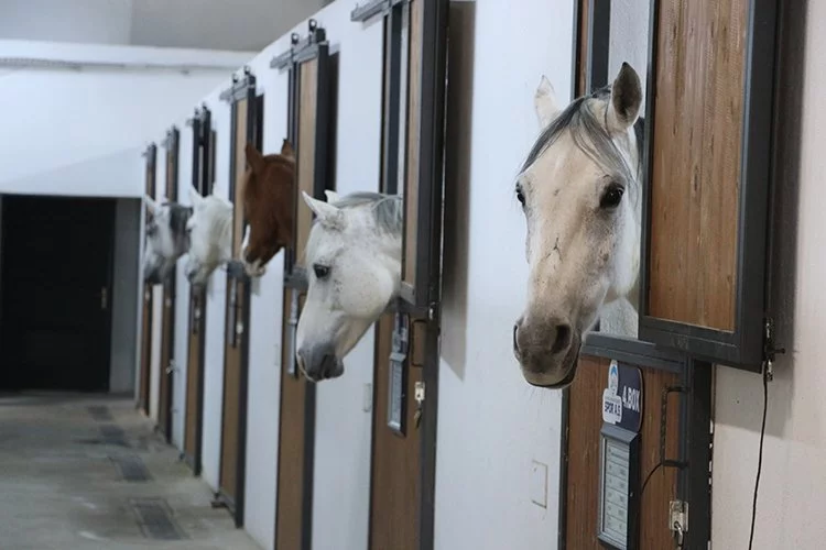 Atlara "beş yıldızlı" otel hizmeti