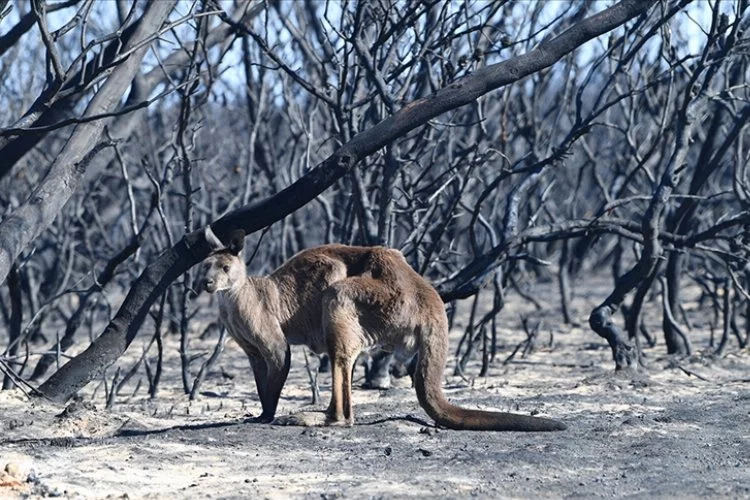 Avustralya orman yangınları: 14 bin hektarın üzerinde alan kül oldu