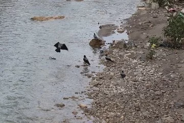 Nehre düşen yaralı güvercini kargalar kurtarmaya çalıştı