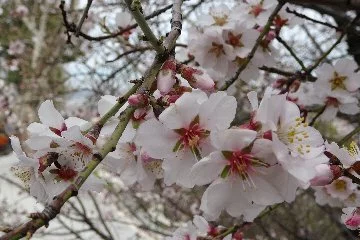 Kütahya'da baharın gelişiyle badem ağaçları çiçek açtı
