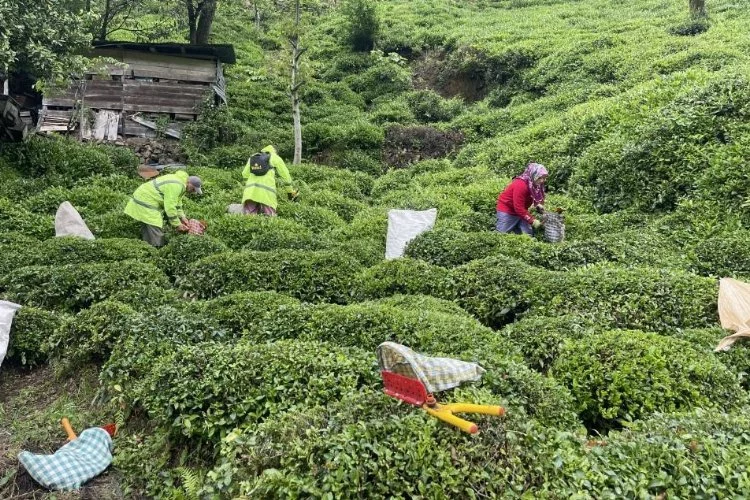 Çay üreticilerinden Rize'den tepki: Taban fiyatı yetersiz
