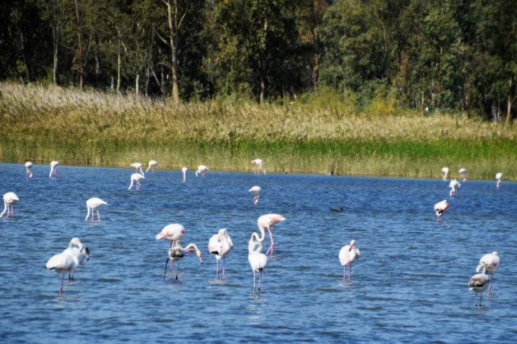 Aliağa'da flamingoların görüntüsü hayran bırakıyor