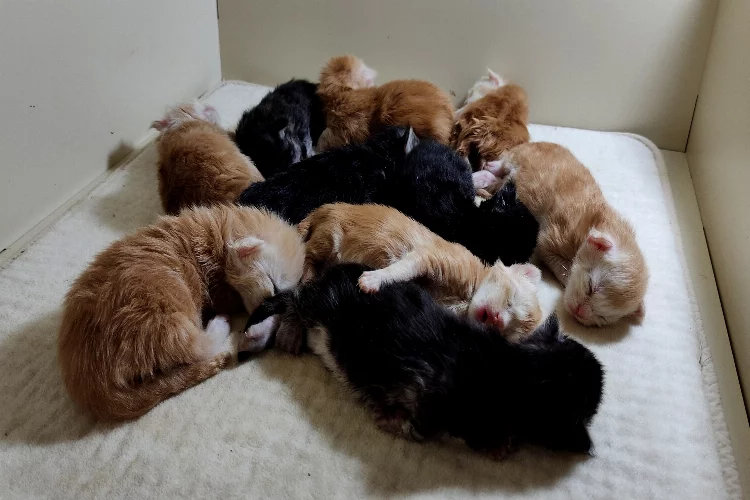 Cins kedisi tek seferde 10 tane yavruladı, büyük sevinç yaşadı