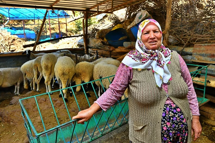 İzmir Büyükşehir Belediyesi’nin verdiği 3 koyundan 48 koyuna
