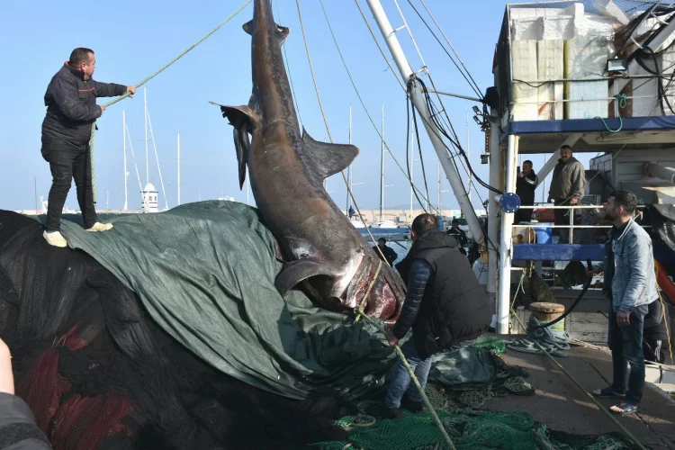 Urla'da ağlara 'Güneşlenen Köpekbalığı' takıldı