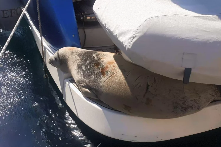 Aydın'da Akdeniz foku tekneye sığındı