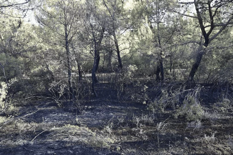 Manisa'da orman yangını çıkaran şahıslar yakalandı
