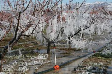 Ağaçları dondan buzla koruyorlar