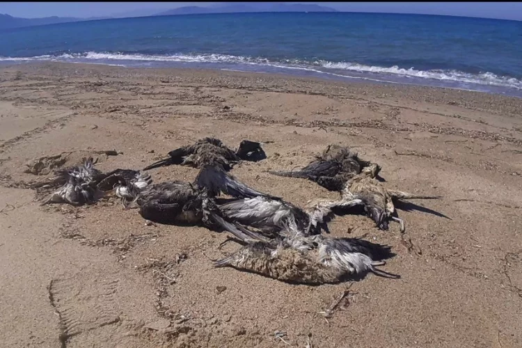 Yelkovan kuşları plajda ölü bulundu