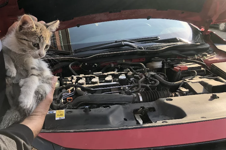 Yavru kedi otomobilin motoruna girdi
