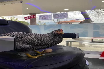 Berber koltuğuna yumurtlayan tavuklar görenleri hayrete düşürüyor