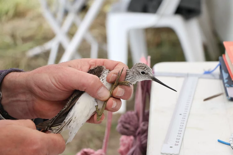 Bilim Köyü’nde kuş halkalama kampı düzenlendi