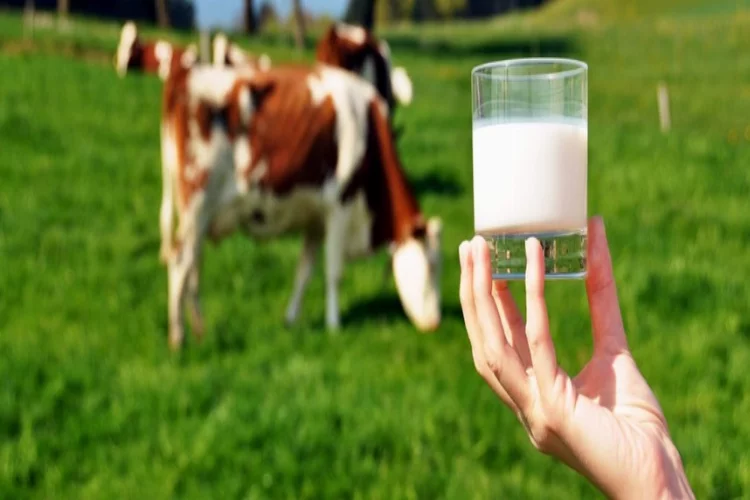 Çiğ süt üretimi 2022 yılında azaldı