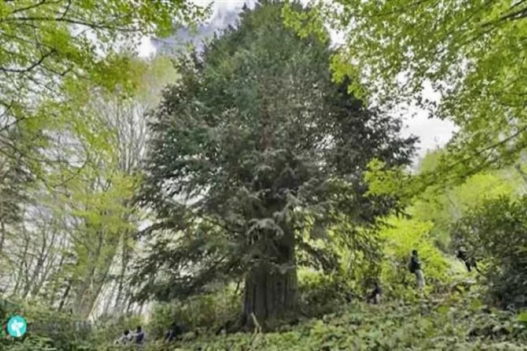 Dünyanın en yaşlı porsuk ağacı tehlikede!