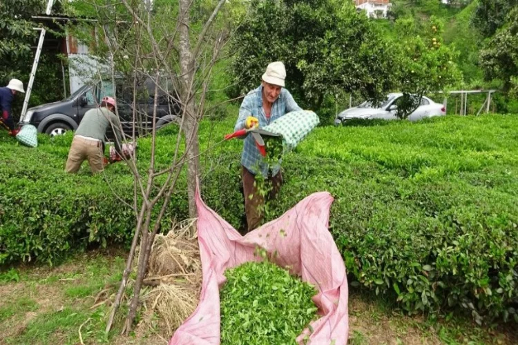 ÇAYKUR 2023 yaş çay sezonunun başladığını duyurdu