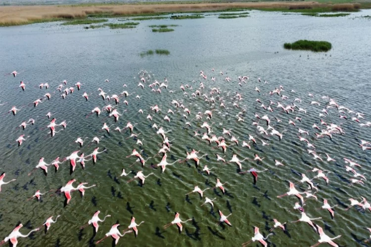 Göç yolundaki flamingolar sanat eserini andırıyor
