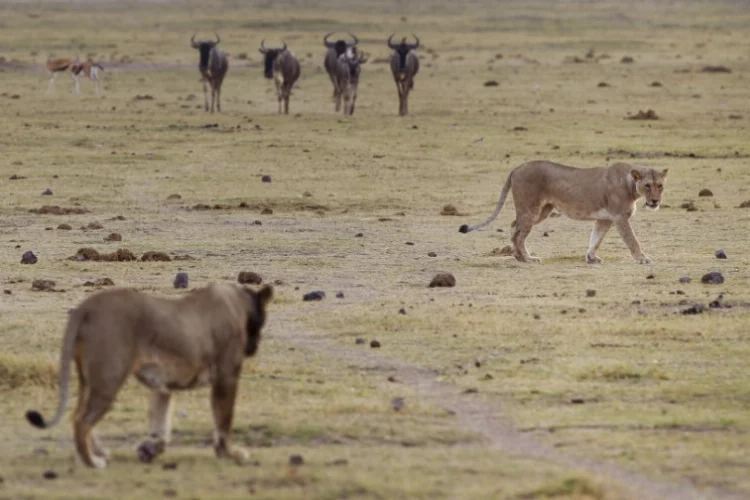 Kenya’da aslan cinayeti! 6 aslan ölü bulundu